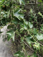 Passiflora manicata