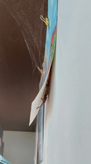 Holconia nigrigularis