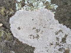 Pertusaria plittiana