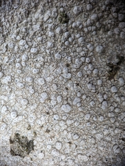 Pertusaria plittiana