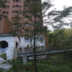 Calocedrus formosana