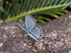 Luthrodes pandava