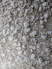 Pertusaria plittiana