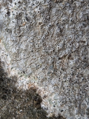 Pertusaria plittiana