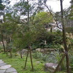 Calocedrus formosana