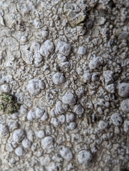 Pertusaria plittiana