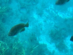 Lepomis macrochirus purpurascens