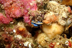 Chromodoris colemani