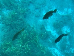 Lepomis macrochirus purpurascens