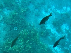 Lepomis macrochirus purpurascens