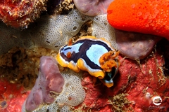 Chromodoris colemani