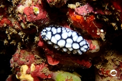 Phyllidiella pustulosa