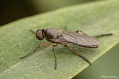 Chiromyzinae