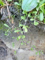 Leptinella squalida