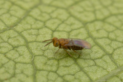 Aphelinidae