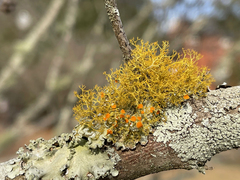 Teloschistes exilis