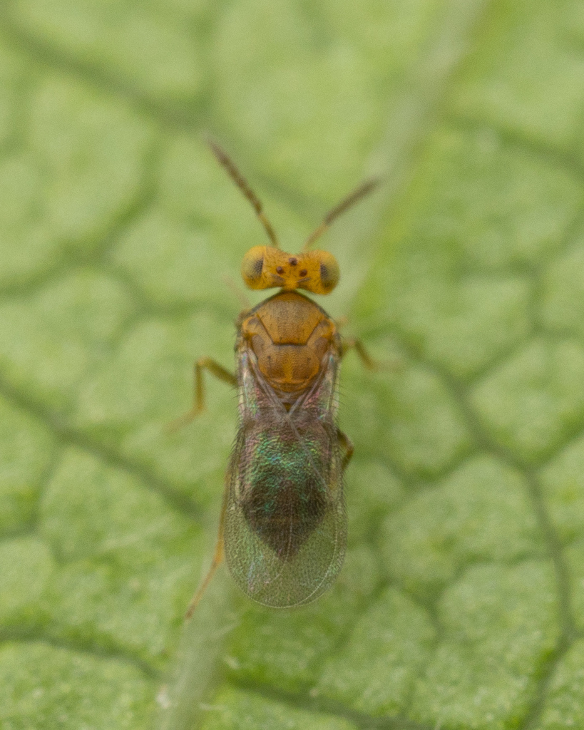Diaspiniphagus
