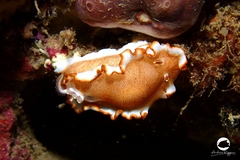 Glossodoris rufomarginata