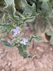 Matthiola parviflora
