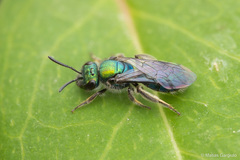 Caenohalictus