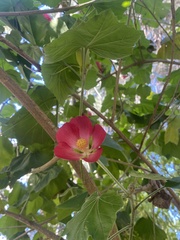 Phymosia