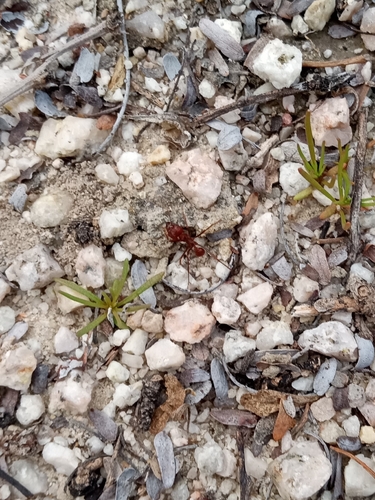Photo of Chicatana Leafcutter Ant (Atta mexicana)