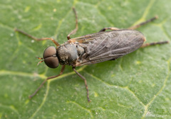 Chiromyzinae