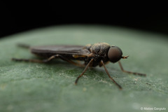 Chiromyzinae