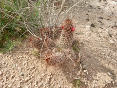 Thornber's pincushion cactus (Mammillaria thornberi)