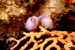 Mexichromis macropus