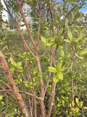 Myrcianthes fragrans