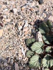 Phacelia campanularia