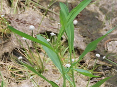 Boltonia montana