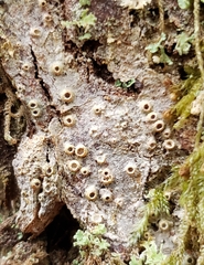 Thelotrema