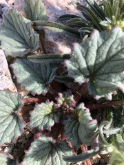 Phacelia campanularia