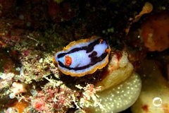 Chromodoris
