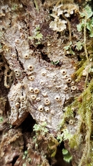 Thelotrema