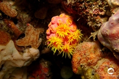 Tubastraea coccinea