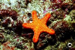 Pentagonaster duebeni
