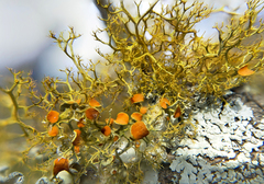 Teloschistes exilis