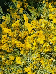Senna artemisioides artemisioides