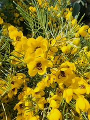 Senna artemisioides artemisioides