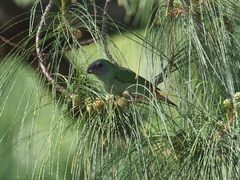 Erythrura trichroa
