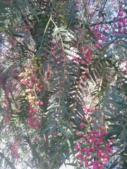 Schinus