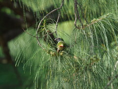 Erythrura trichroa
