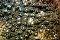 Duncanopsammia peltata