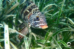 Goniistius rubrolabiatus