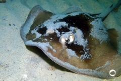 Trygonoptera personata