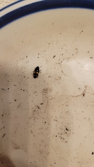 Glischrochilus fasciatus