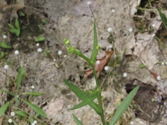 Eriocaulon aquaticum